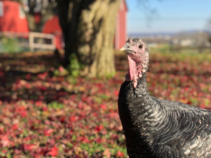 Rescued Turkey